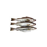 FRESH WHITING FISH