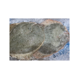 Fresh Turbot Fish