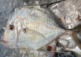 Fresh Jumbo Pomfret