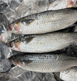 Silver Mullet