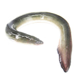 Green Eel