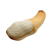 Geoduck Clam