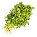 CILANTRO/CORIANDER