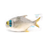 SH Golden Pomfret