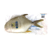 SH Frozen Golden Pompano