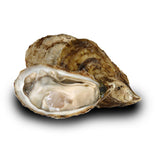 Live Oyster 30pcs Pack