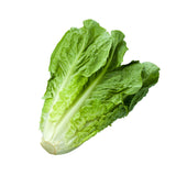 ROMAINE LETTUCE